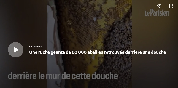 VIDÉO. Etats-Unis : une ruche géante de 80 000 abeilles retrouvée derrière une douche