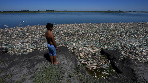 Des milliers de poissons semblent morts en Argentine en pleine sécheresse