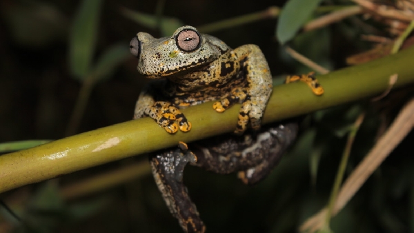 Ils découvrent une nouvelle espèce de grenouille en Équateur et lui donnent le nom de l