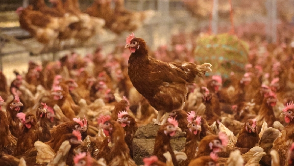 Grippe aviaire en Amérique latine : quels pays ont détecté le virus et quelles mesures ont-ils prises ?