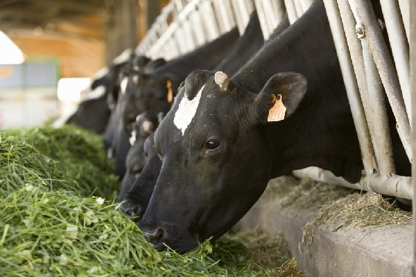 La Cour des comptes recommande une réduction du cheptel bovin en France pour faire face au réchauffement climatique
