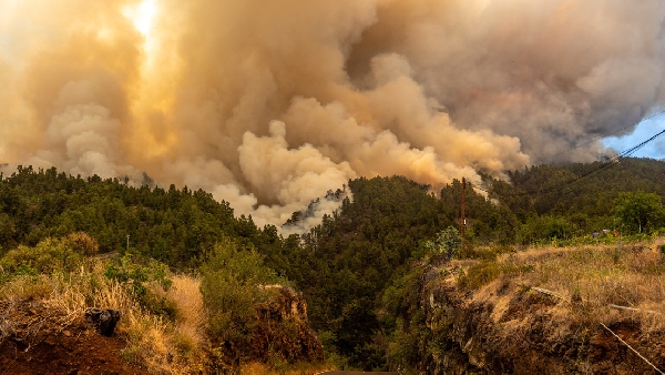 Des incendies de forêt dévastent 4 500 hectares de terres sur l