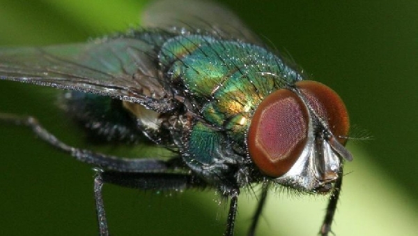Forte présence de mouches noires en Espagne cet été, des morsures pouvant entraîner une hospitalisation
